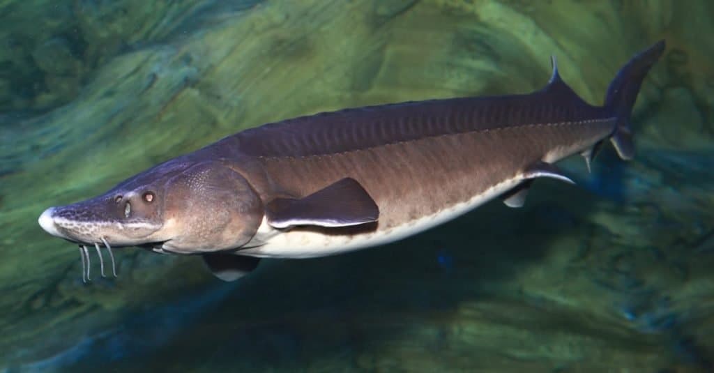 Pesce più grande: Kaluga