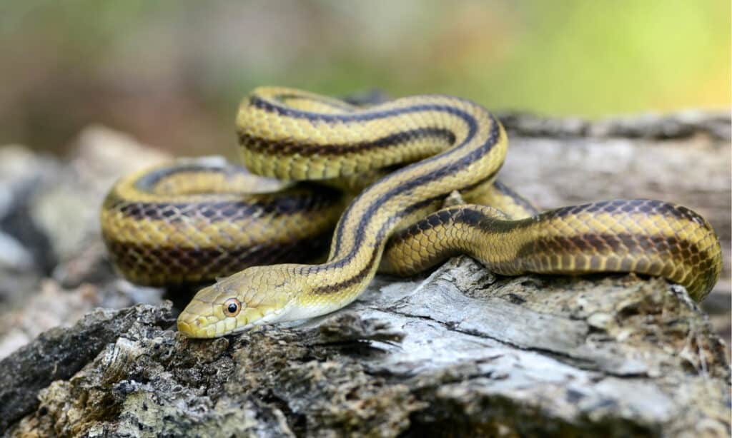 Serpente di ratto giallo