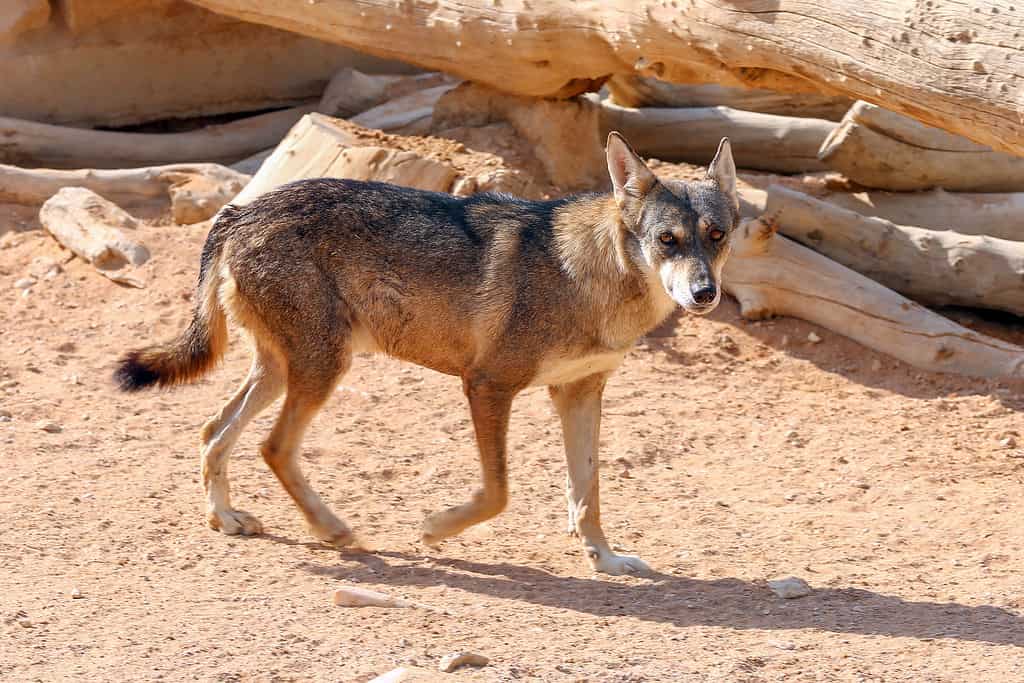 Il lupo arabo è più piccolo del lupo medio 