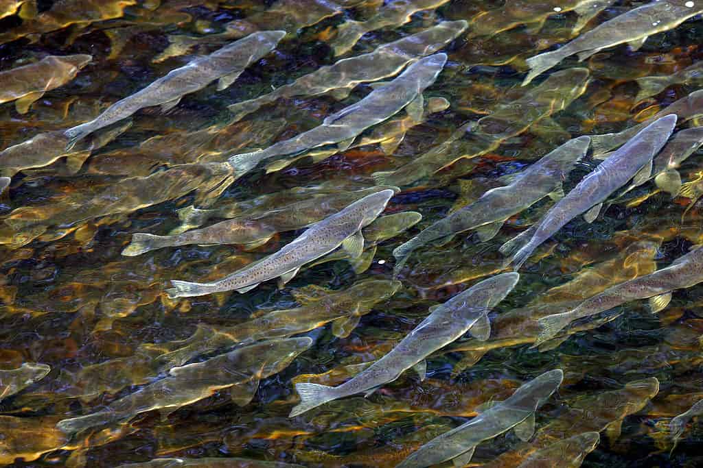 Migrazione del salmone rosa