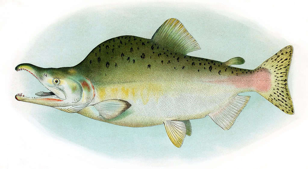 Salmone rosa, salmone gobbo, maschio riproduttore