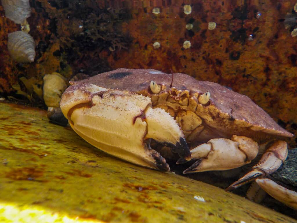 jonah crab vs stone crab