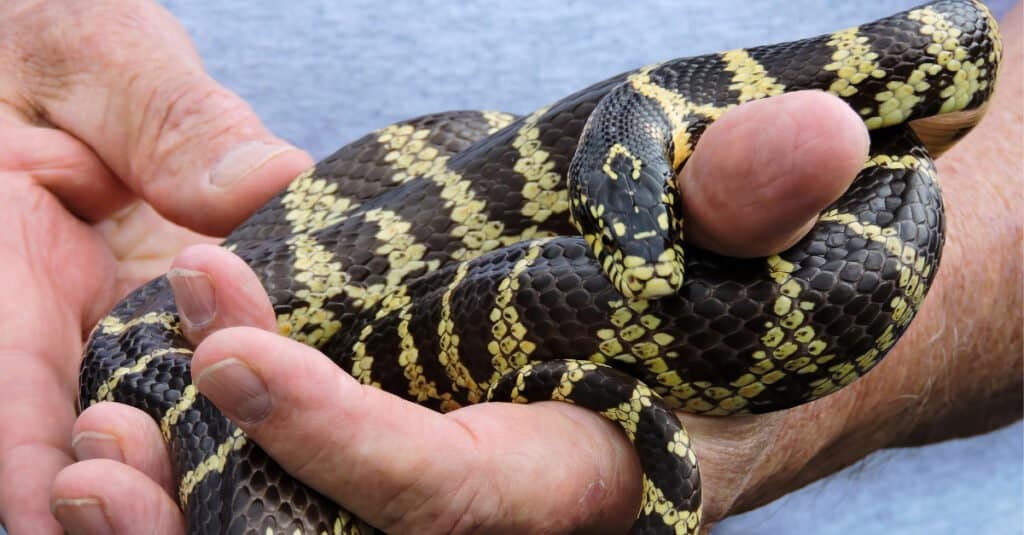 Scopri i 6 serpenti più sicuri da tenere