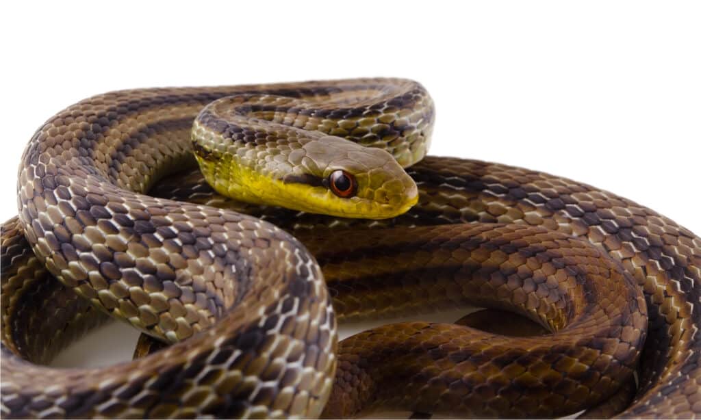 Serpente a strisce giapponese