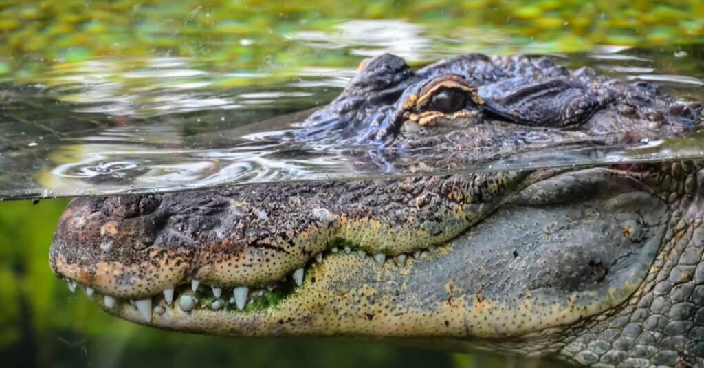 Coccodrillo in attesa sotto la superficie