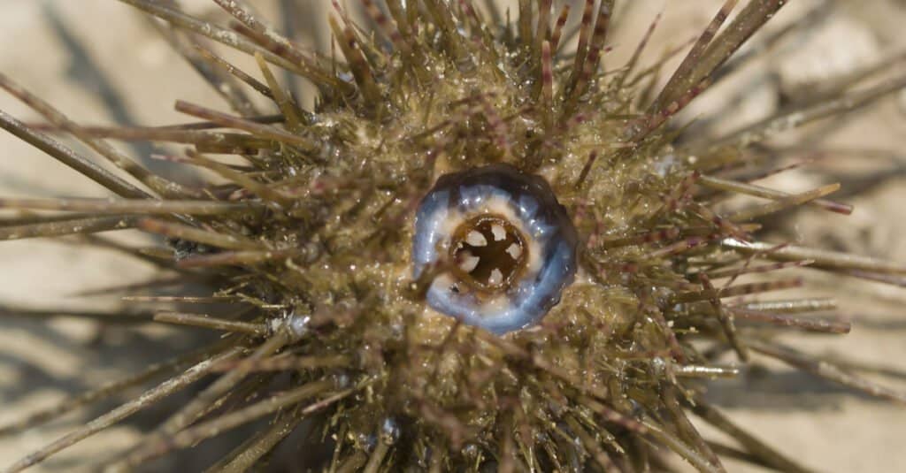 Cosa mangiano i ricci di mare - bocca di riccio di mare