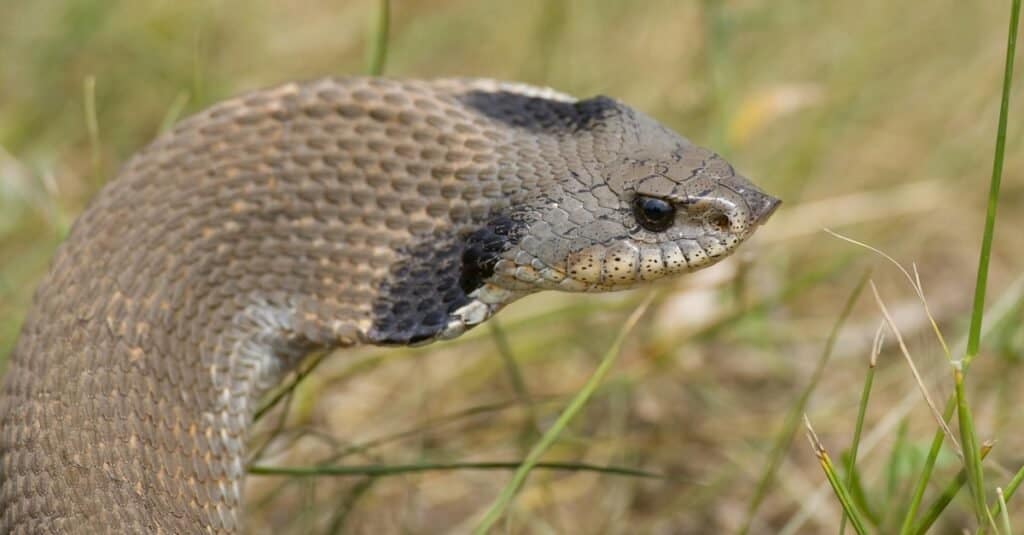 Migliori serpenti domestici