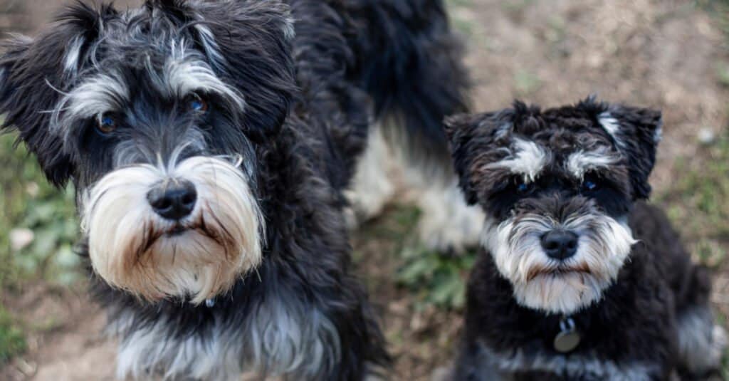 Due Schnauzer standard