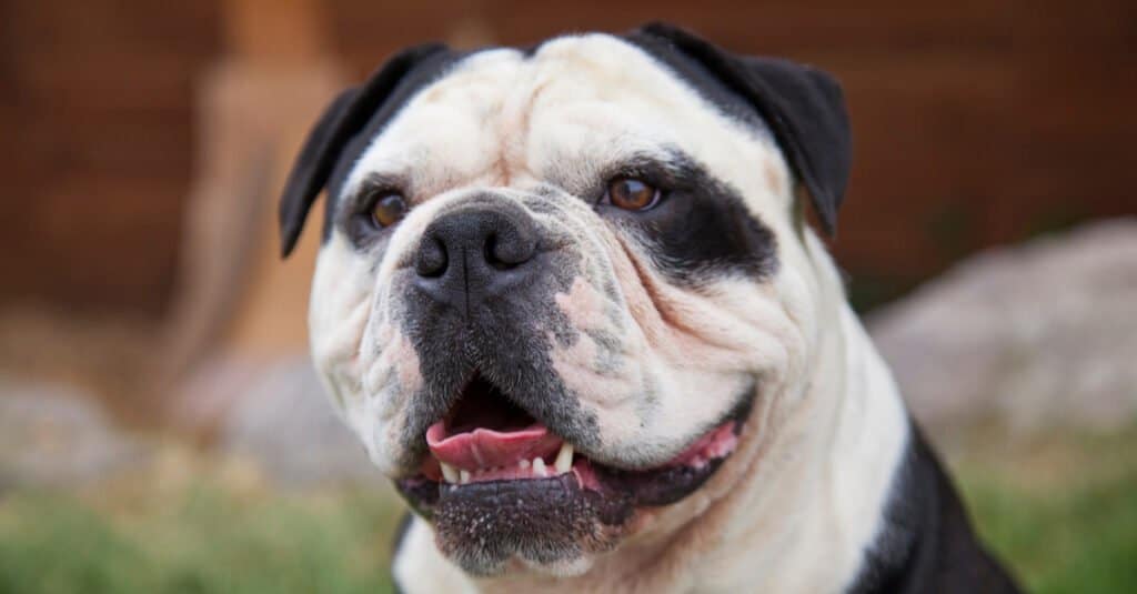 Vecchio bulldog inglese