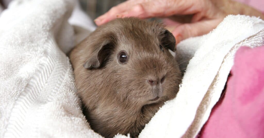 animale domestico Cavia avvolto in un asciugamano essendo animale domestico sulla testa