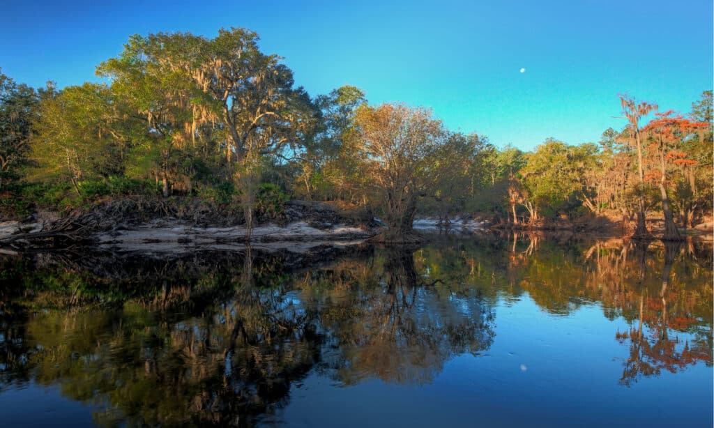 Fiumi in Florida - Fiume Suwannee