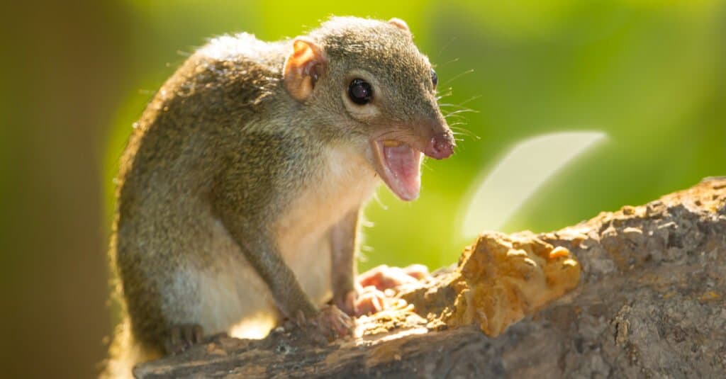 Animali più assonnati: toporagno arboricolo
