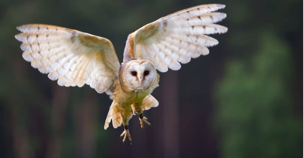 velo gufo in volo
