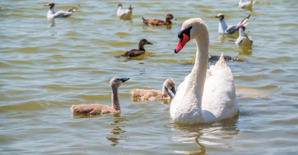 gruppo di cygnets cigno bambino