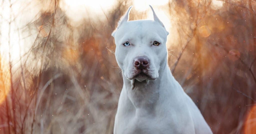 Pitbull contro gatto selvatico