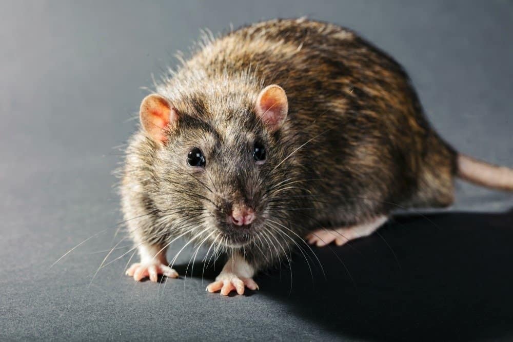 Primo piano di ratto grigio su sfondo nero