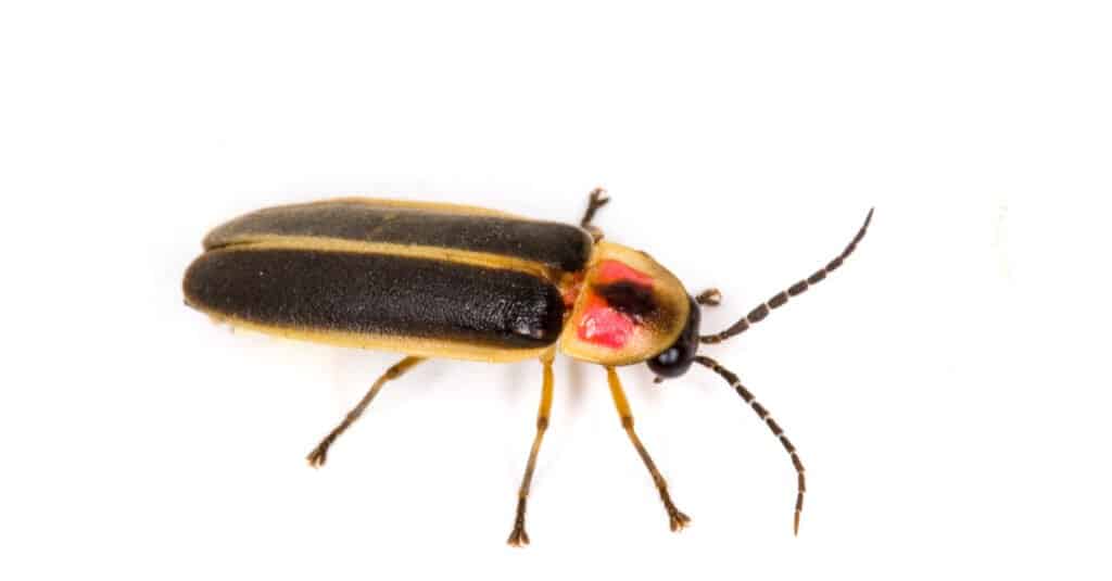 lucciola isolata