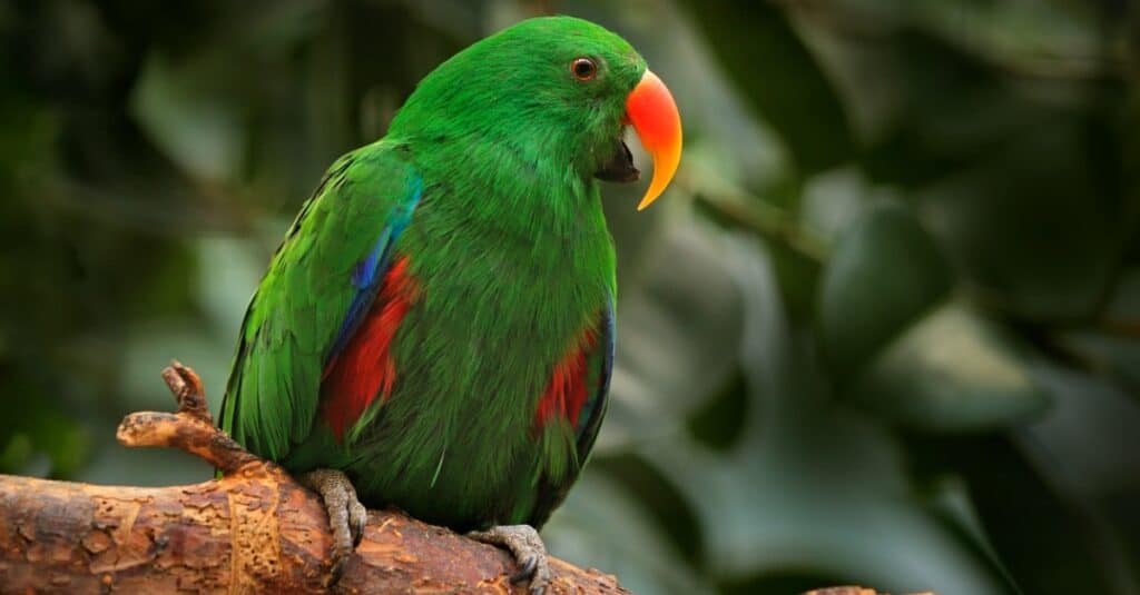 grasso pappagallo Eclectus appollaiato