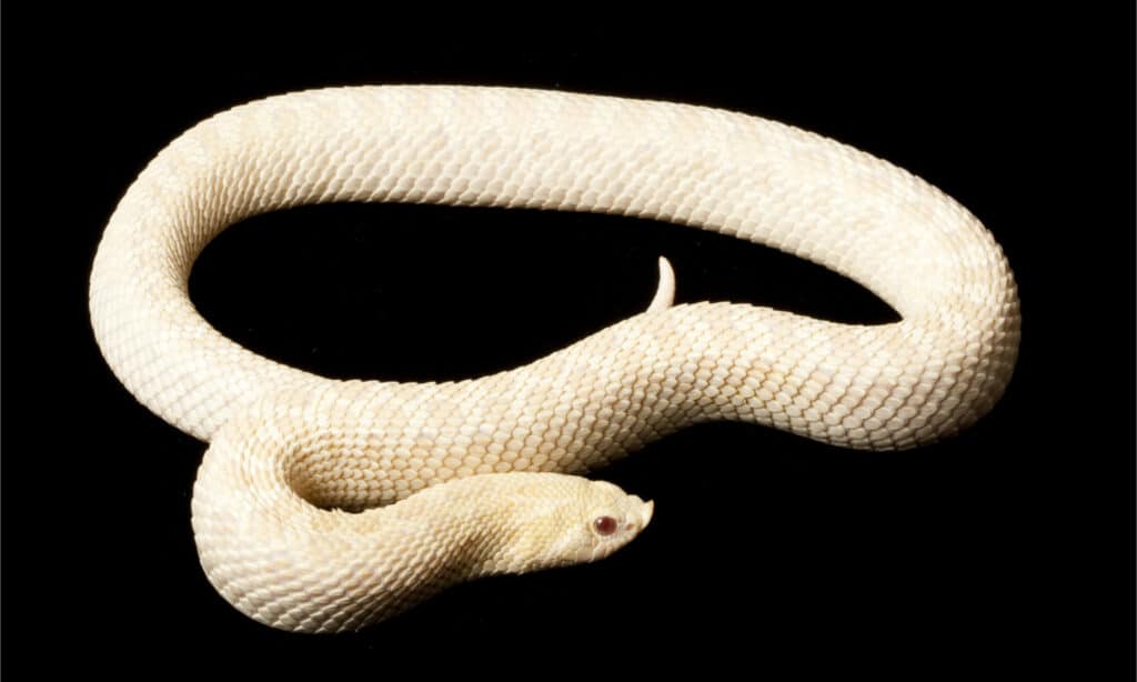 A $ 445.800 questo è il serpente più costoso del mondo!