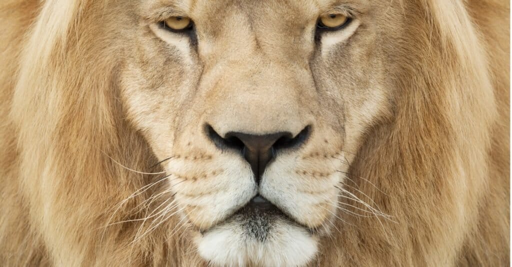 faccia di leone