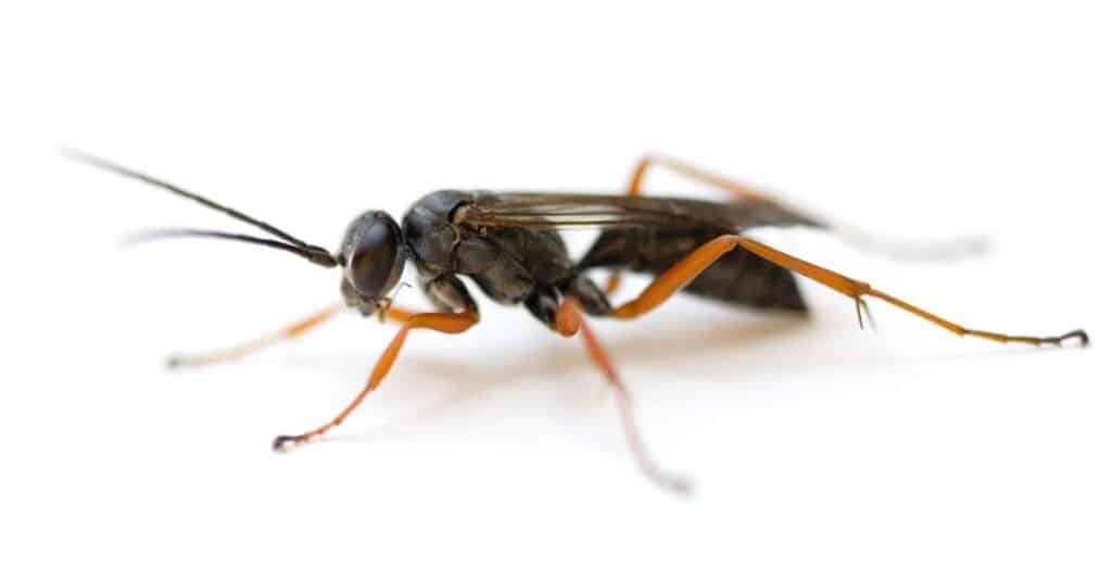 Spider Wasp (Auplopus mellipes) isolato su sfondo bianco