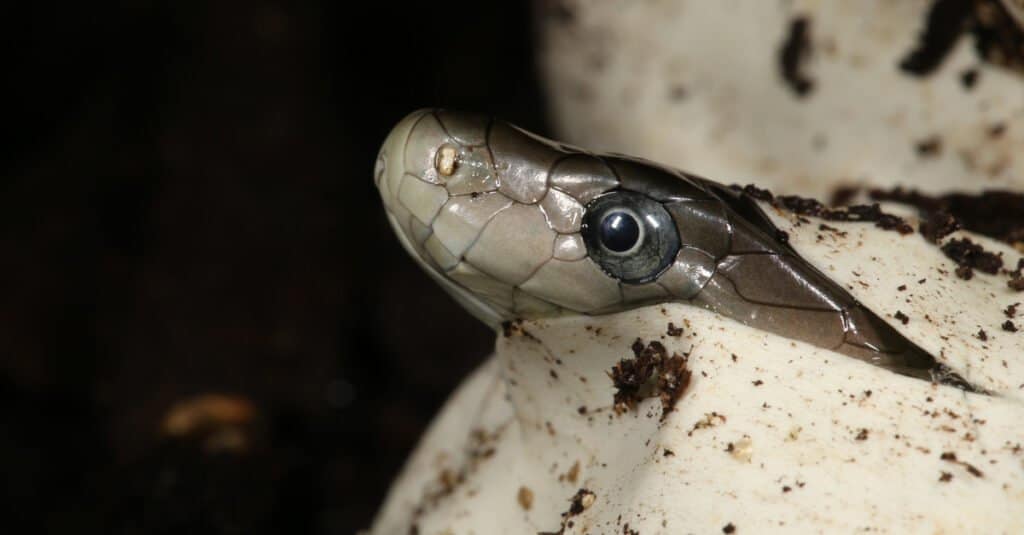 Cucciolo di mamba nero