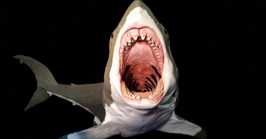 Megalodonte contro Mosasaurus - Morso di Megalodonte