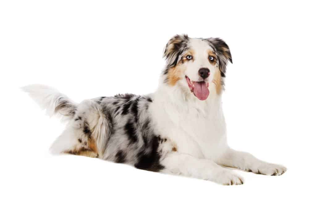 Pastore australiano (Canis familiaris) - sfondo isolato