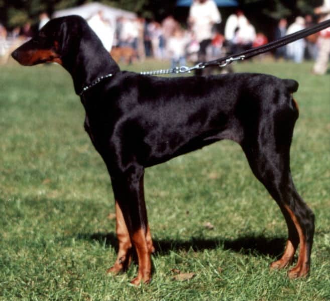 Doberman Pinscher