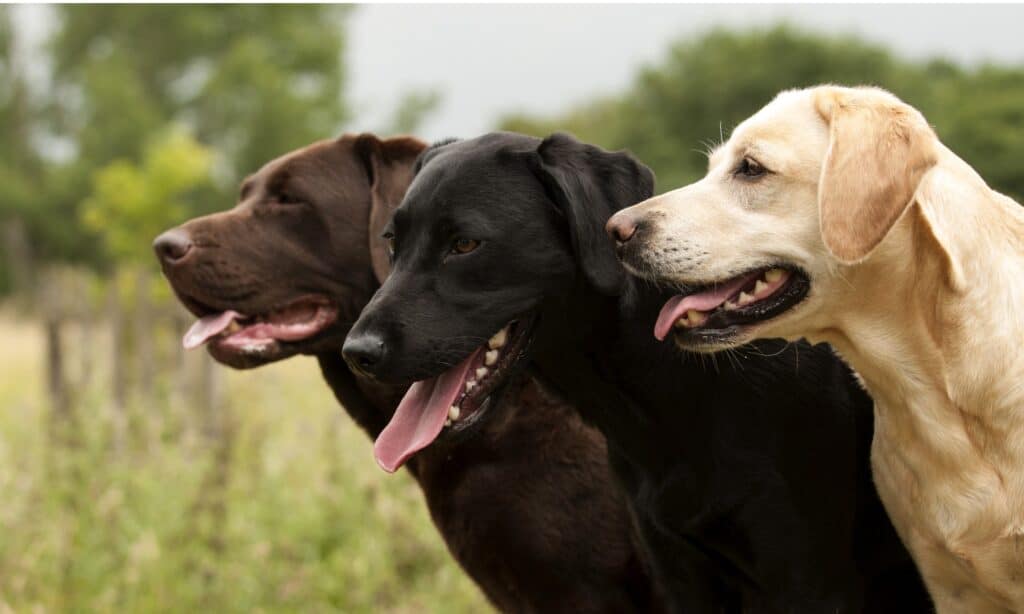 Cibo per Labrador Retriever