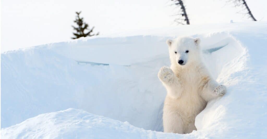 orso polare nella grotta di neve