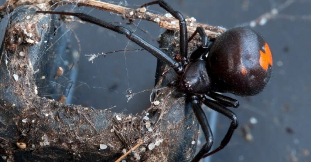 Animali che giocano a ragno Redback morto