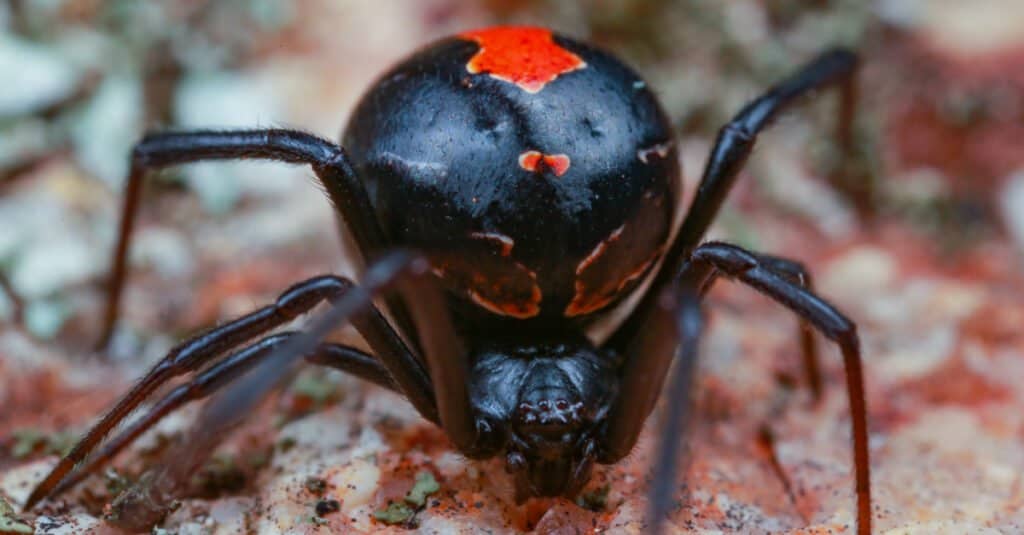 ragno redback vs ragno vedova nera