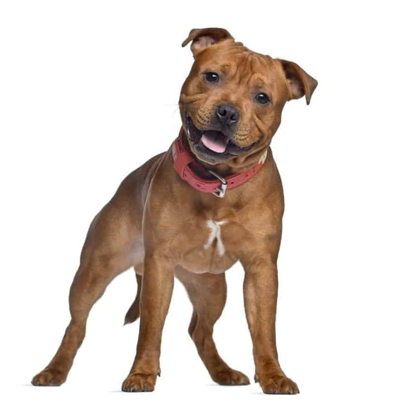 Staffordshire bull terrier isolato