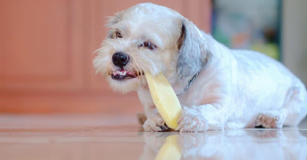 Shih Tzu denti - Shih tzu mangiare