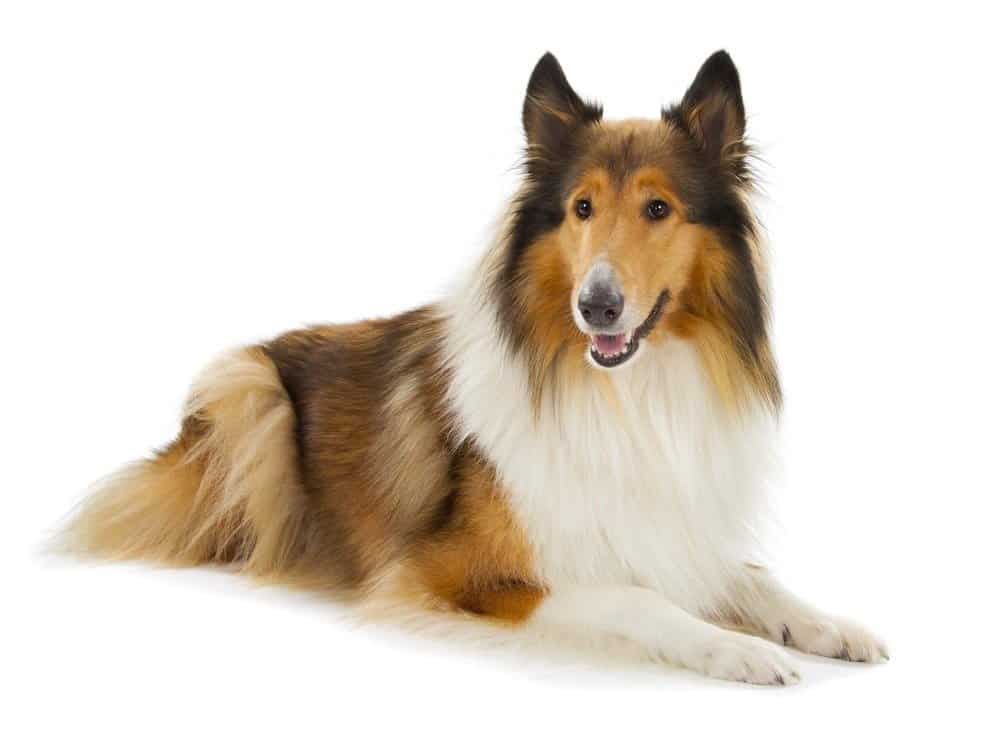 Rough Collie o Scottish Collie isolato su sfondo bianco