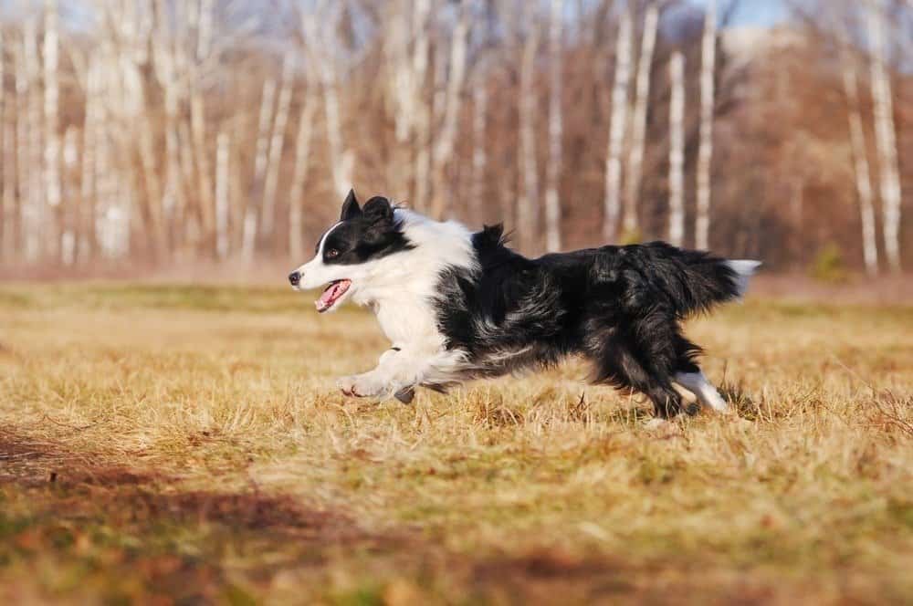 Border Collie sulla passeggiata autunnale