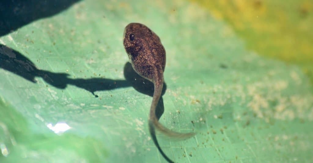 American Toad Tadpole nuotare in uno stagno.