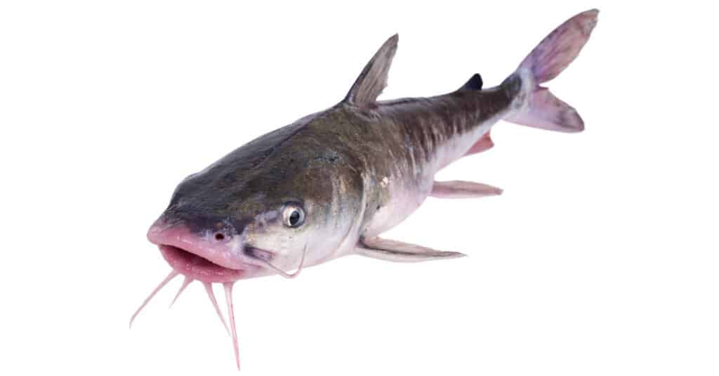 scazzone vs pesce gatto