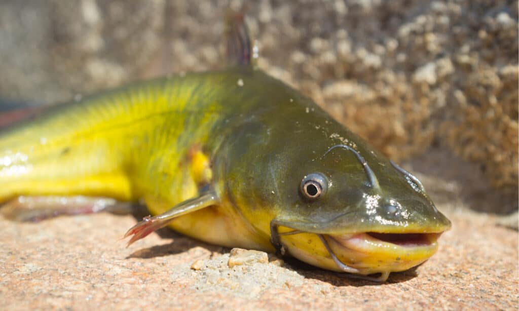 scazzone vs pesce gatto