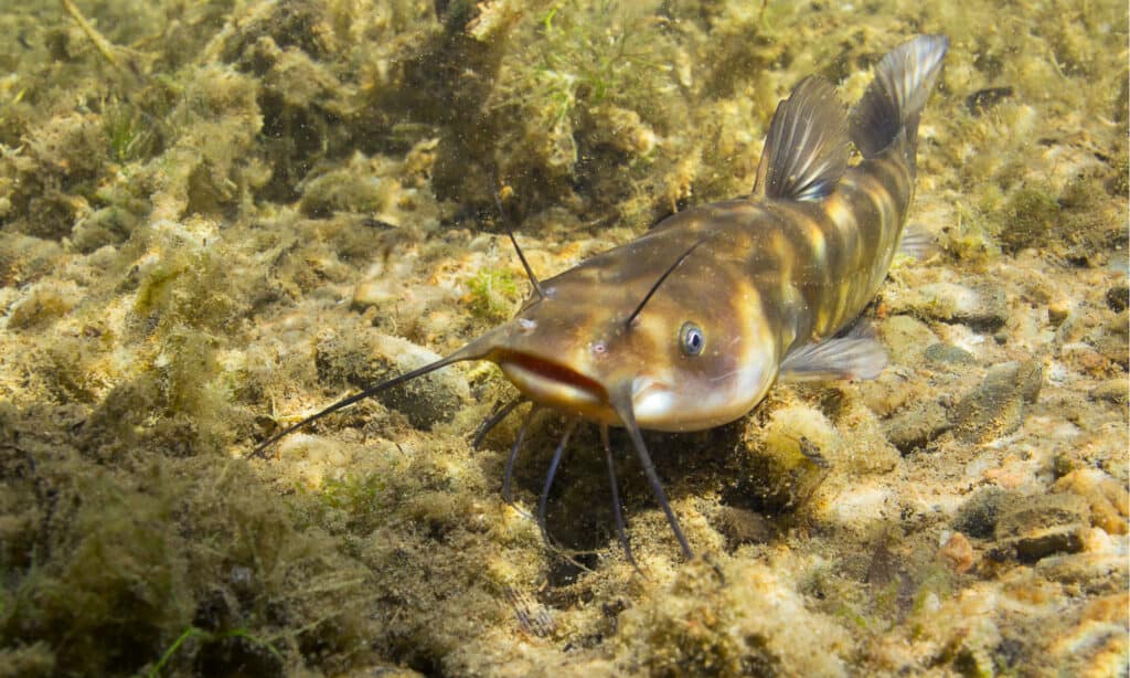 scazzone vs pesce gatto