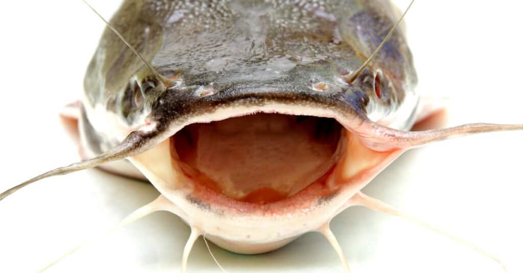 scazzone vs pesce gatto