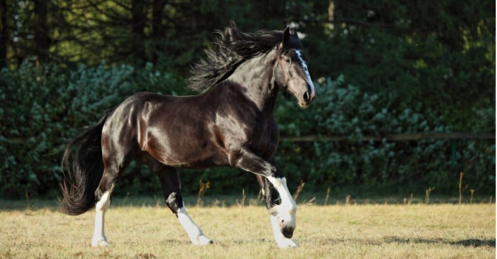 shire che corre in campo