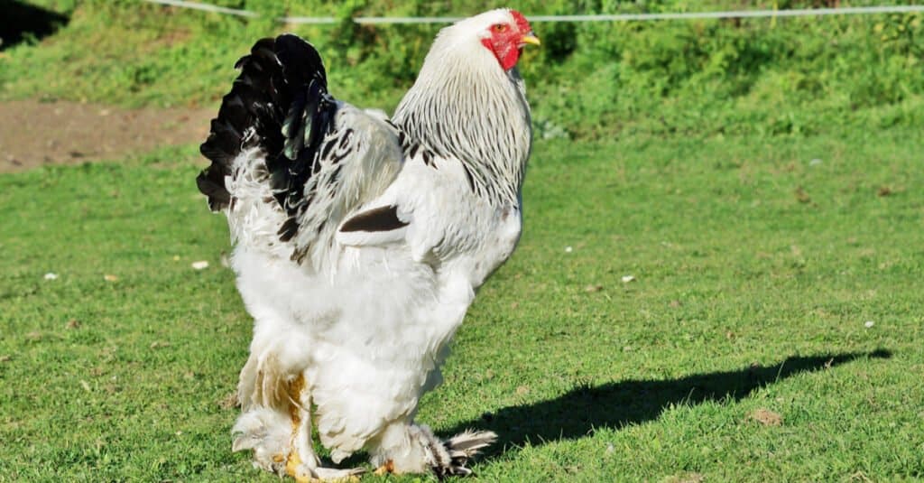 I polli più grandi sono il gallo Brahma