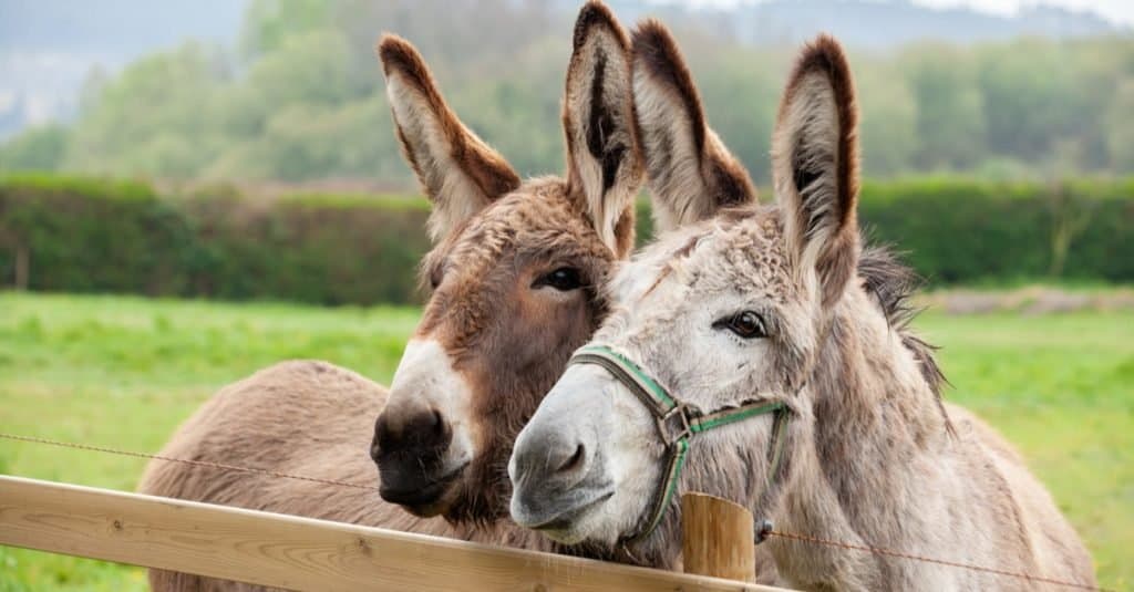 Animali più felici: asino