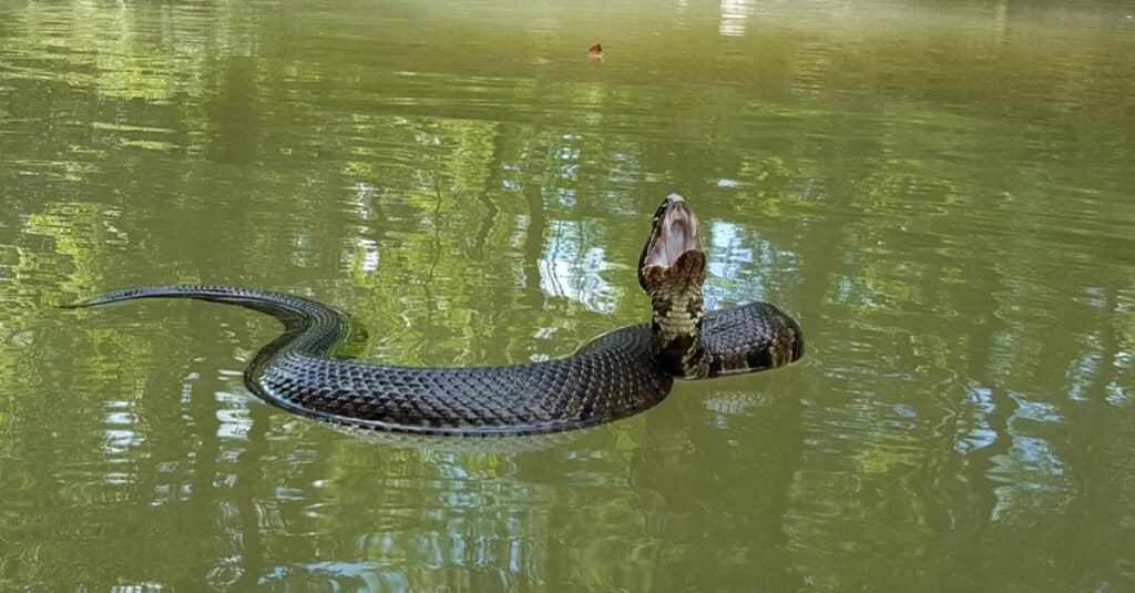 Dove vivono i serpenti