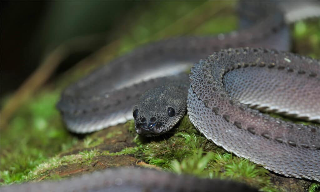 Serpenti più strani - Dragon Snake