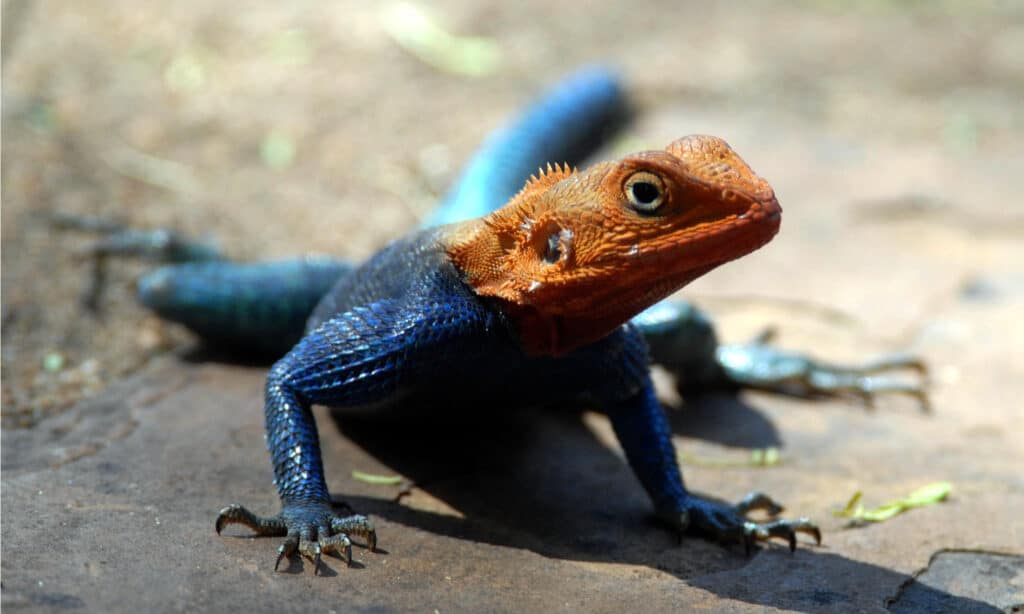 lucertola arcobaleno o agama arcobaleno