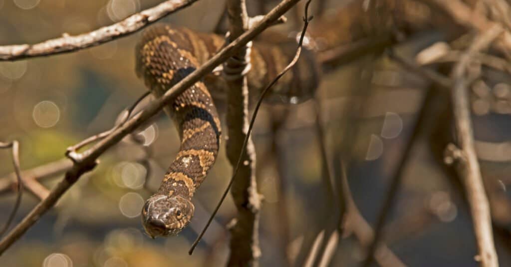 Cottonmouth vs Water Snake - Serpente d'acqua su un ramo 
