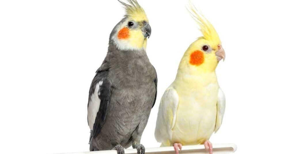 cockatiel vs parrocchetto